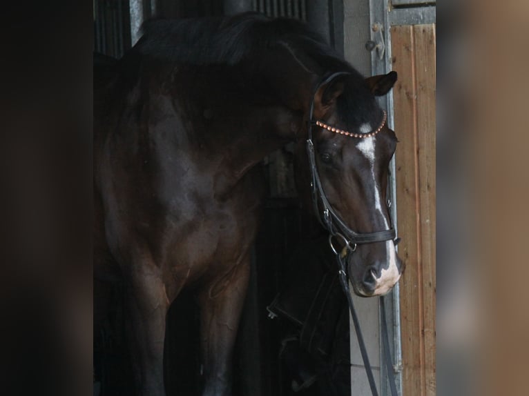 KWPN Gelding 8 years 16,1 hh Bay-Dark in Winh&#xF6;ring