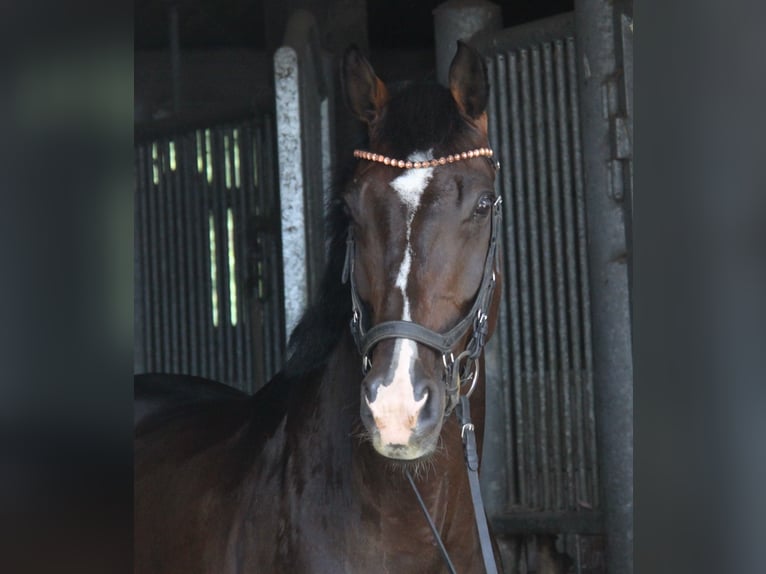 KWPN Gelding 8 years 16,1 hh Bay-Dark in Winh&#xF6;ring