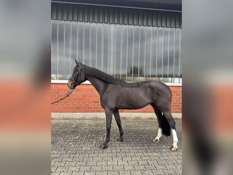 KWPN Gelding 8 years 16,1 hh Bay-Dark in Wipperf&#xFC;rth