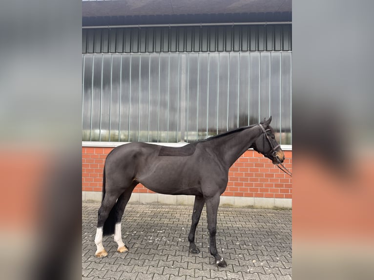 KWPN Gelding 8 years 16,1 hh Bay-Dark in Wipperf&#xFC;rth