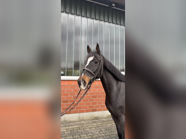 KWPN Gelding 8 years 16,1 hh Bay-Dark in Wipperf&#xFC;rth