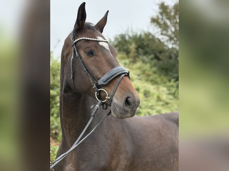 KWPN Gelding 8 years 16,1 hh Brown in Salzburg
