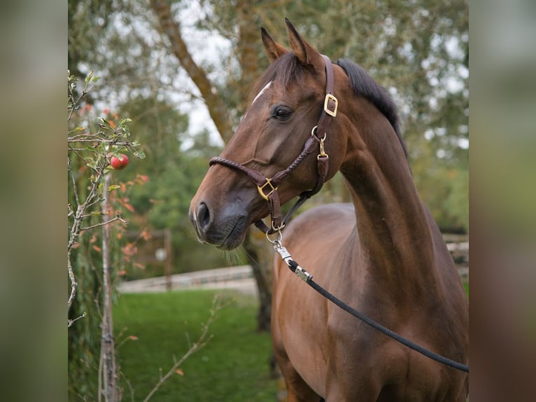 KWPN Gelding 8 years 16,1 hh Brown in Gerstetten