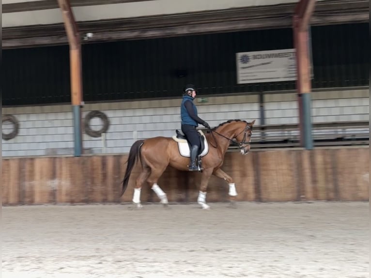 KWPN Gelding 8 years 16,1 hh Chestnut in Oud Gastel