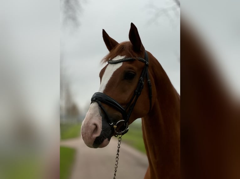 KWPN Gelding 8 years 16,1 hh Chestnut-Red in Asperen