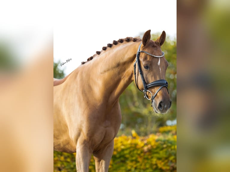 KWPN Gelding 8 years 16,1 hh Chestnut-Red in Goch