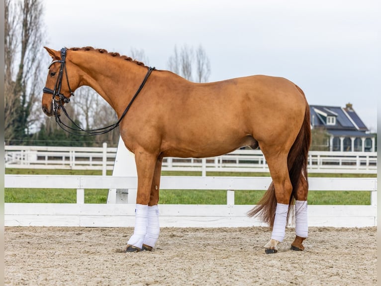 KWPN Gelding 8 years 16,1 hh Chestnut-Red in Strijen