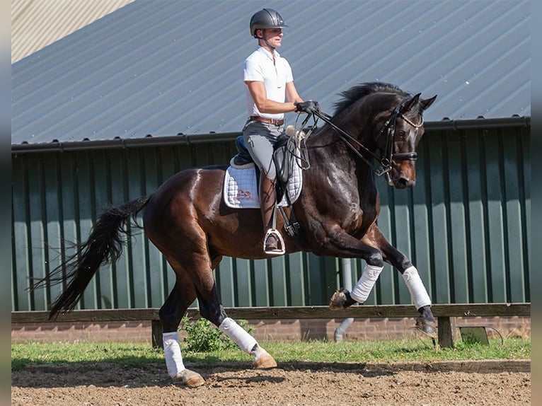 KWPN Gelding 8 years 16,2 hh Bay-Dark in Pilisjászfalu