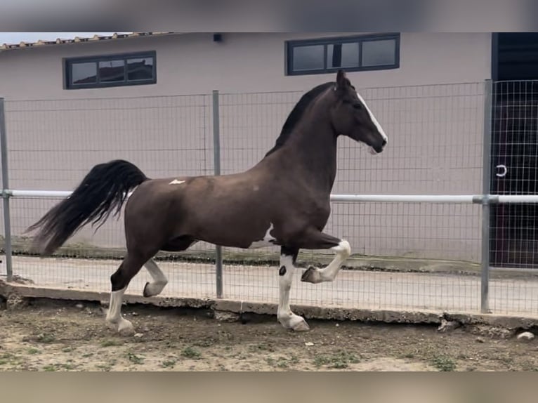 KWPN Gelding 8 years 16,2 hh Brown in Argos