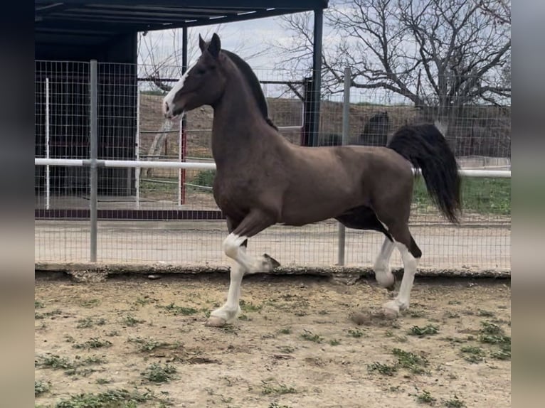KWPN Gelding 8 years 16,2 hh Brown in Argos