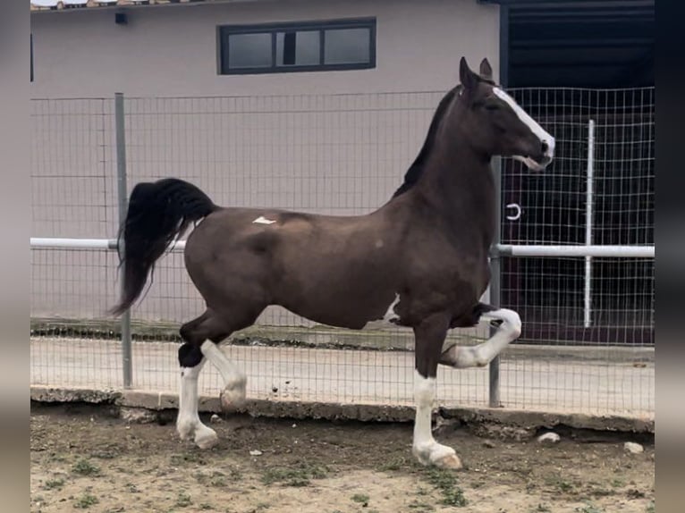 KWPN Gelding 8 years 16,2 hh Brown in Argos
