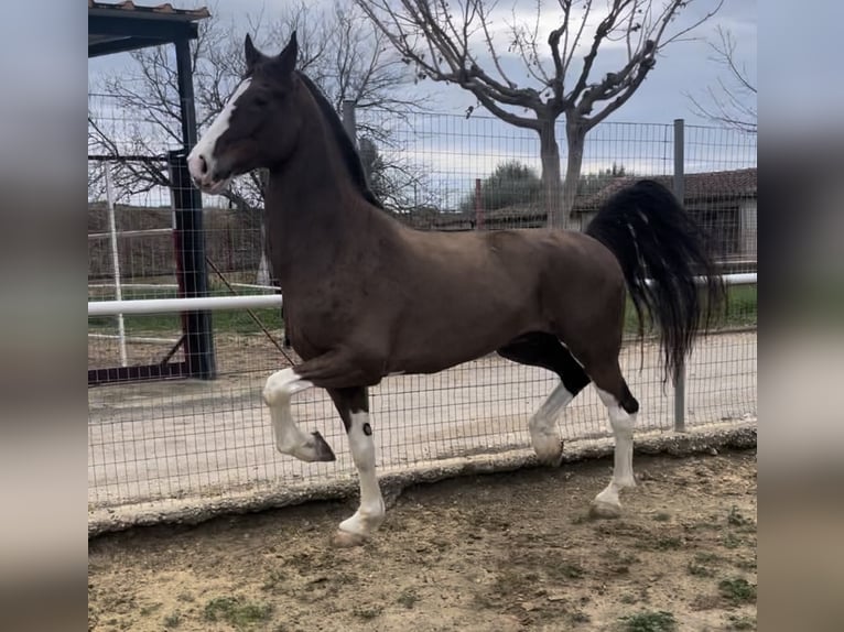 KWPN Gelding 8 years 16,2 hh Brown in Argos