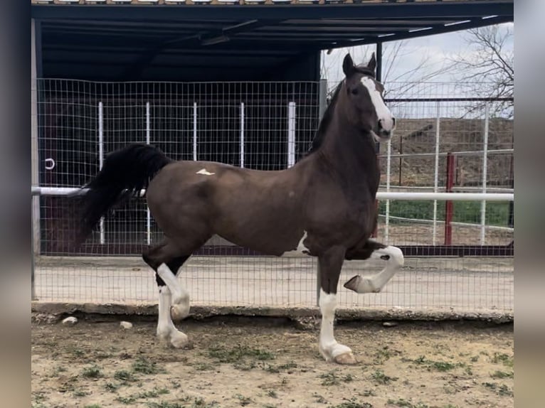 KWPN Gelding 8 years 16,2 hh Brown in Argos