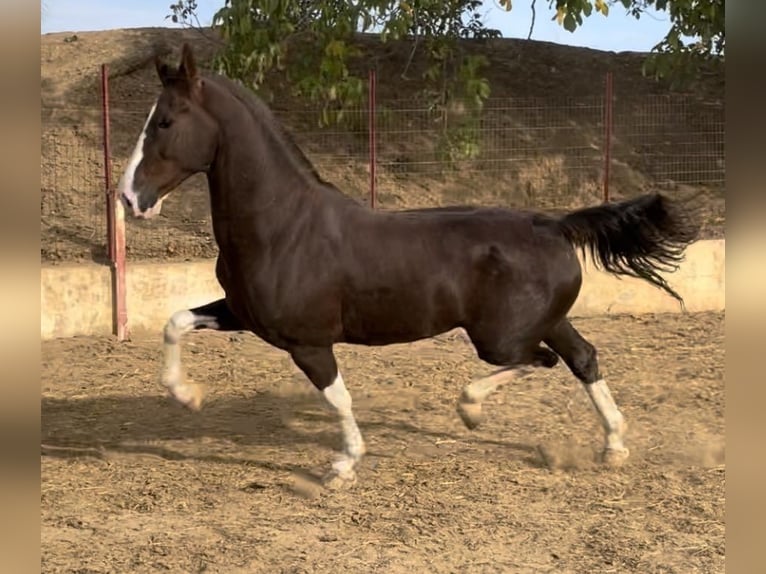 KWPN Gelding 8 years 16,2 hh Brown in Argos