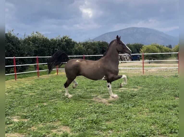 KWPN Gelding 8 years 16,2 hh Brown in Argos