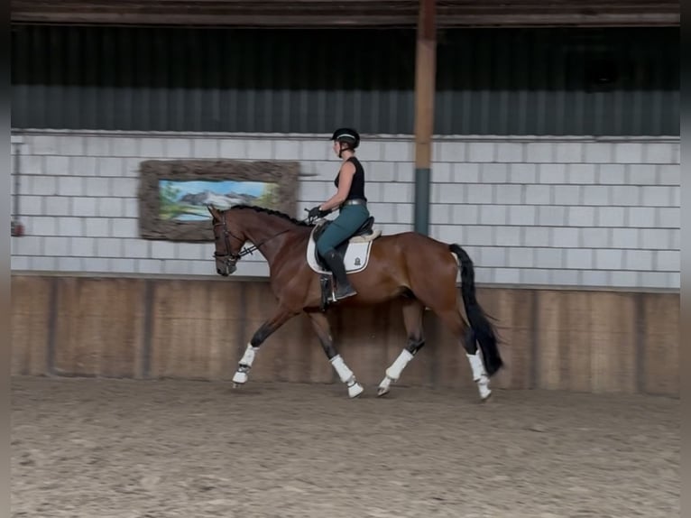 KWPN Gelding 8 years 16,2 hh Brown in Oud Gastel