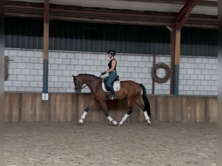 KWPN Gelding 8 years 16,2 hh Brown in Oud Gastel
