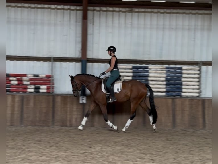 KWPN Gelding 8 years 16,2 hh Brown in Oud Gastel