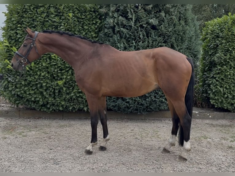 KWPN Gelding 8 years 16,2 hh Brown in Oud Gastel