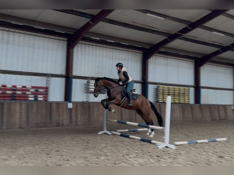 KWPN Gelding 8 years 16,2 hh Brown in Oud Gastel