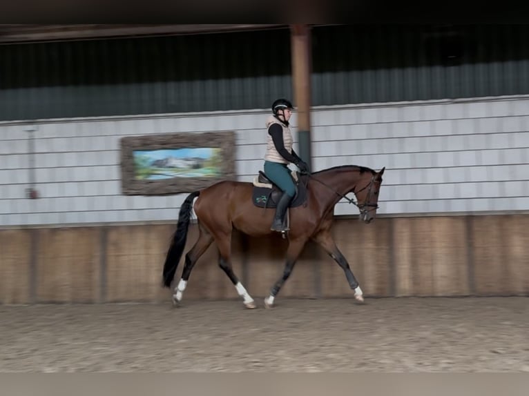 KWPN Gelding 8 years 16,2 hh Brown in Oud Gastel