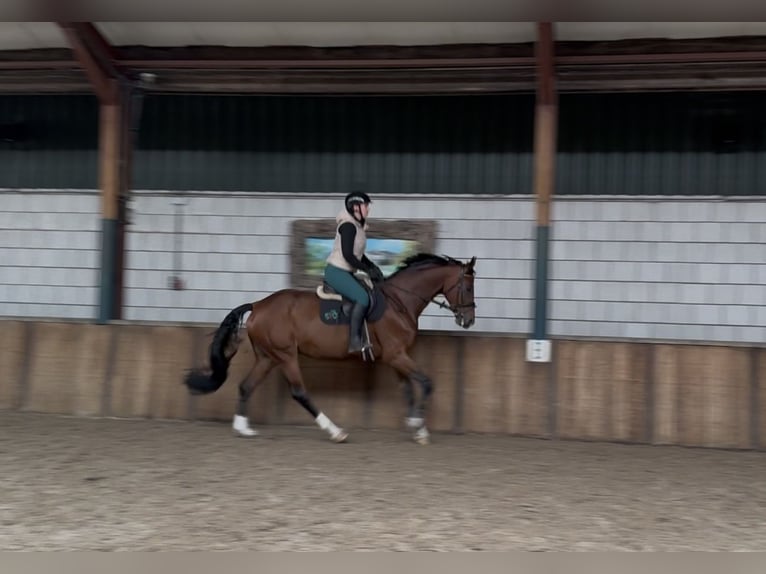 KWPN Gelding 8 years 16,2 hh Brown in Oud Gastel