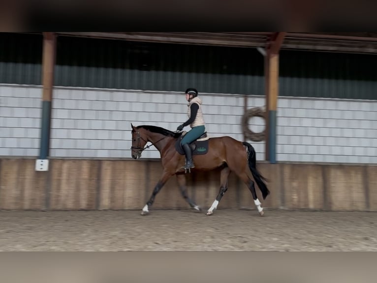 KWPN Gelding 8 years 16,2 hh Brown in Oud Gastel