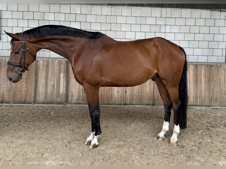 KWPN Gelding 8 years 16,2 hh Brown in Oud Gastel