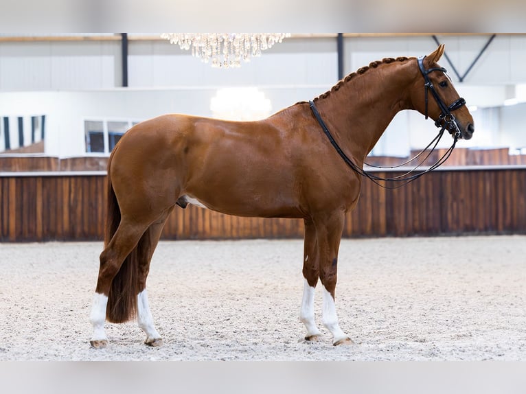 KWPN Gelding 8 years 16,2 hh Chestnut-Red in Kwadijk