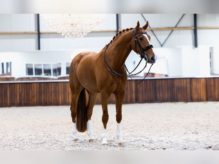 KWPN Gelding 8 years 16,2 hh Chestnut-Red in Kwadijk
