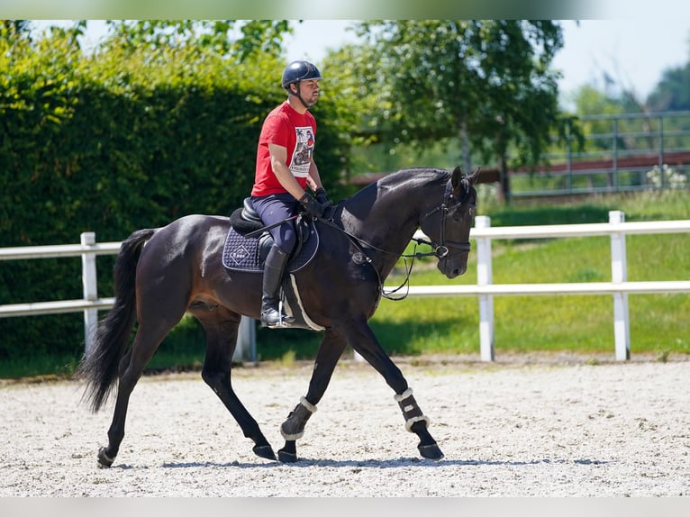 KWPN Gelding 8 years 16,2 hh Smoky-Black in Region Prag