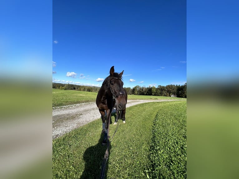 KWPN Gelding 8 years 16,3 hh Bay-Dark in Bad Endorf KWPN Gelding 8 years 16,3 hh Bay-Dark in Bad Endorf