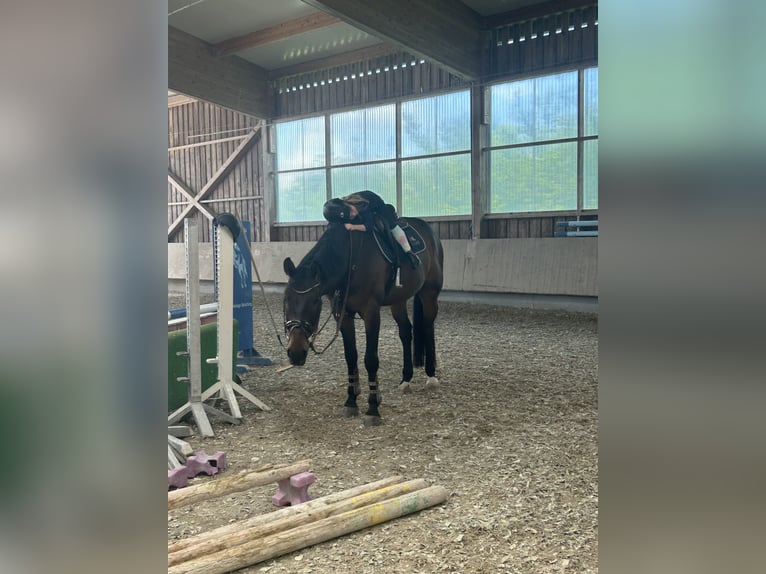 KWPN Gelding 8 years 16,3 hh Bay-Dark in Bad Endorf KWPN Gelding 8 years 16,3 hh Bay-Dark in Bad Endorf