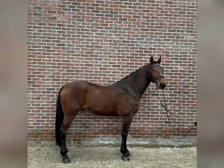 KWPN Gelding 8 years 16,3 hh  in GROTE-BROGEL