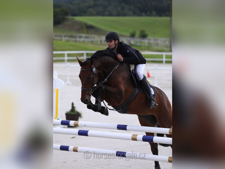 KWPN Gelding 8 years 17,1 hh Brown in Prag Region