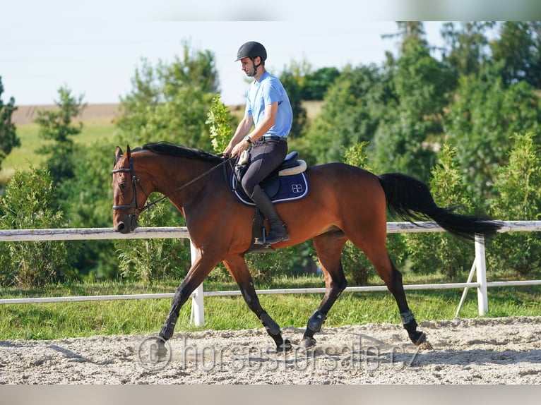 KWPN Gelding 8 years 17,1 hh Brown in Prag Region