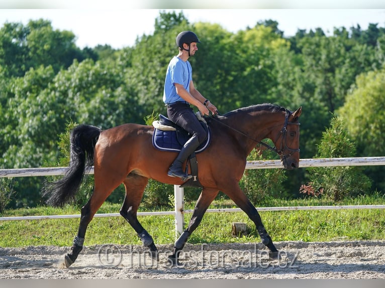 KWPN Gelding 8 years 17,1 hh Brown in Prag Region