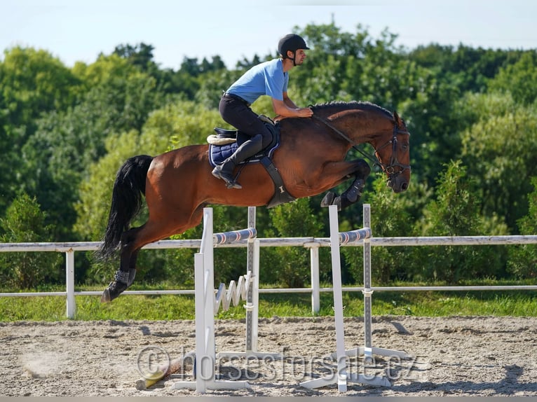 KWPN Gelding 8 years 17,1 hh Brown in Prag Region