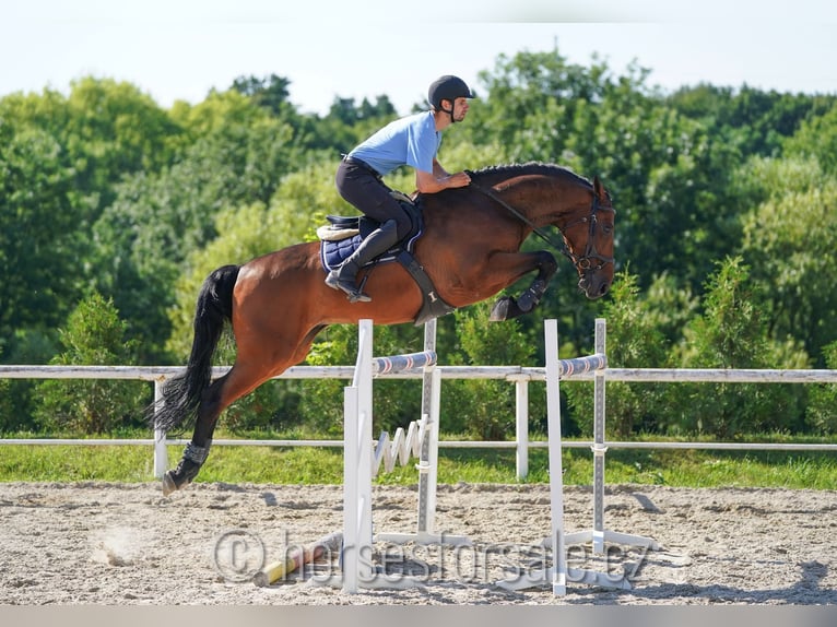 KWPN Gelding 8 years 17,1 hh Brown in Prag Region