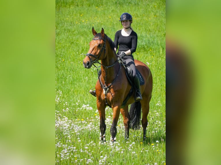 KWPN Gelding 8 years 17,1 hh Brown in Nettersheim