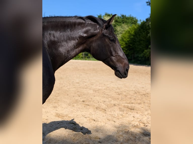 KWPN Gelding 8 years 17.1 hh Brown in Salzbergen