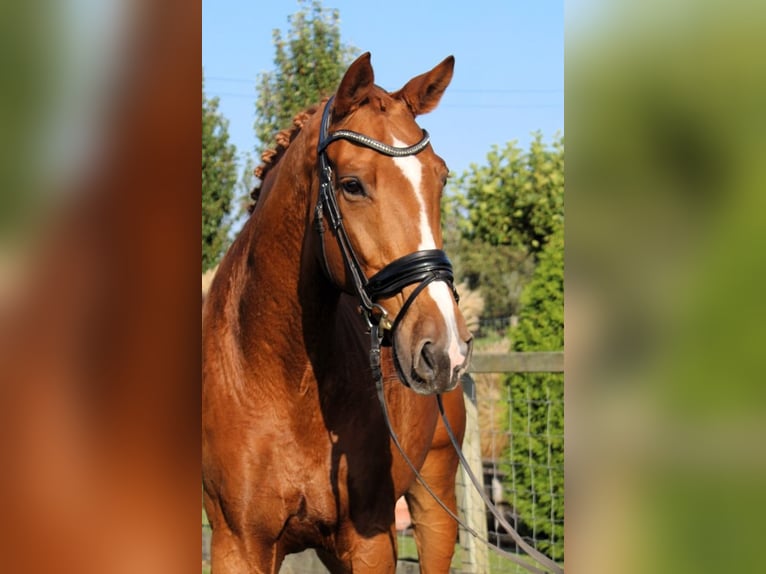 KWPN Gelding 8 years 17,1 hh Chestnut-Red in Groot-Ammers