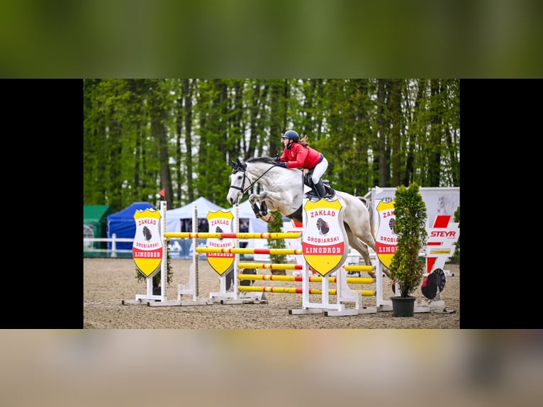 KWPN Gelding 8 years 17,1 hh Gray in Wyczechowo