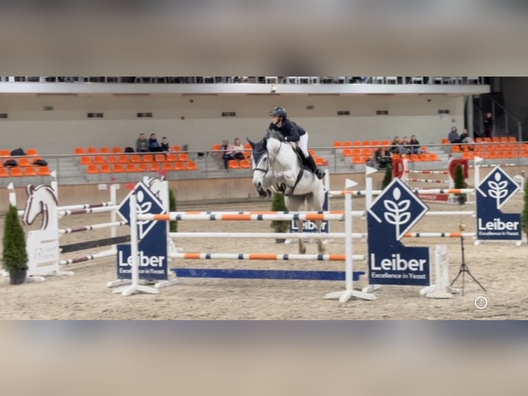 KWPN Gelding 8 years 17,1 hh Gray in Wyczechowo