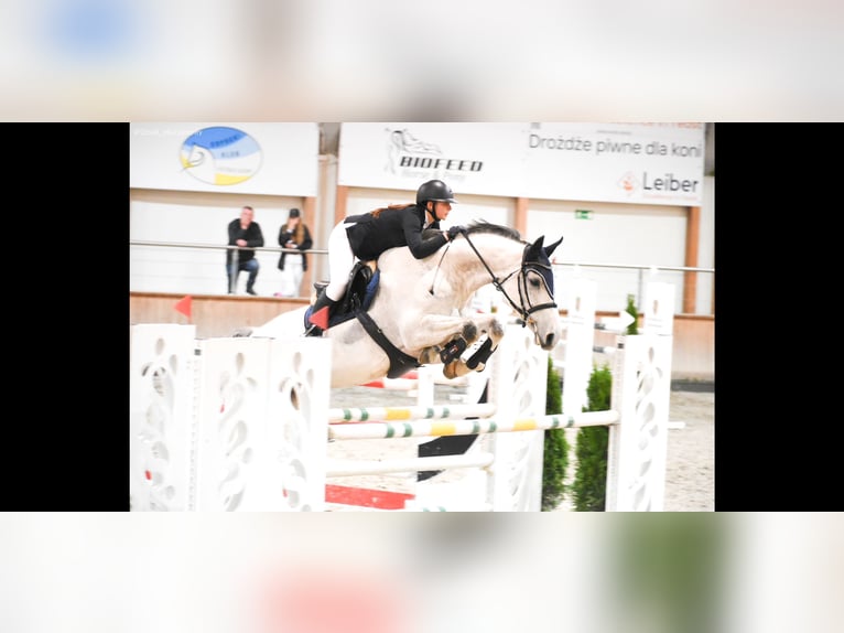 KWPN Gelding 8 years 17,1 hh Gray in Wyczechowo