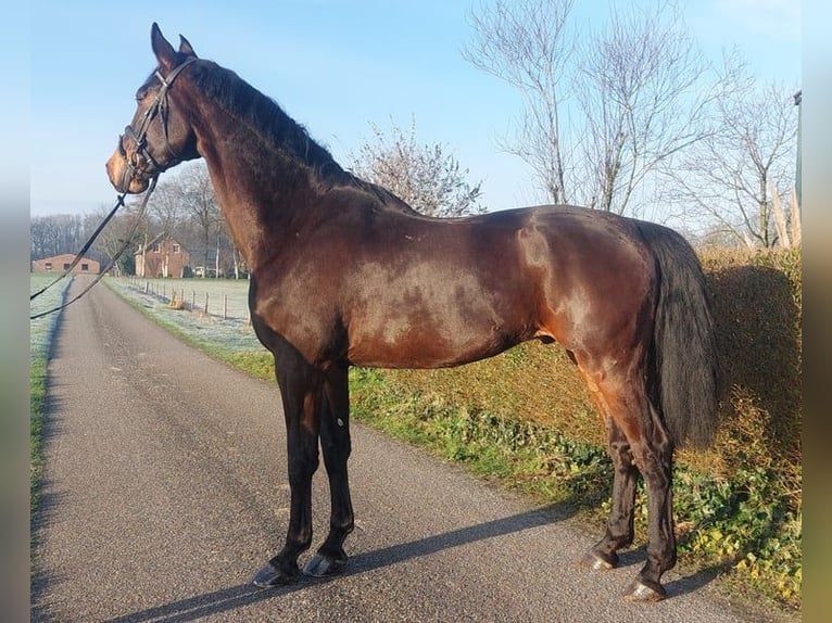 KWPN Gelding 8 years 17,2 hh Brown in Wouwse Plantage