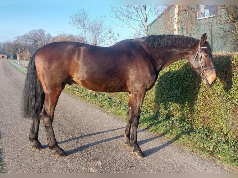 KWPN Gelding 8 years 17,2 hh Brown in Wouwse Plantage
