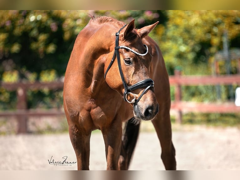 KWPN Gelding 8 years 17,3 hh Chestnut-Red in Blekendorf