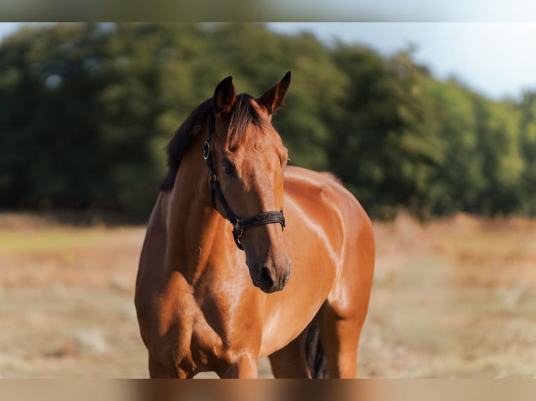 KWPN Gelding 8 years 17 hh Bay in Felsőpakony