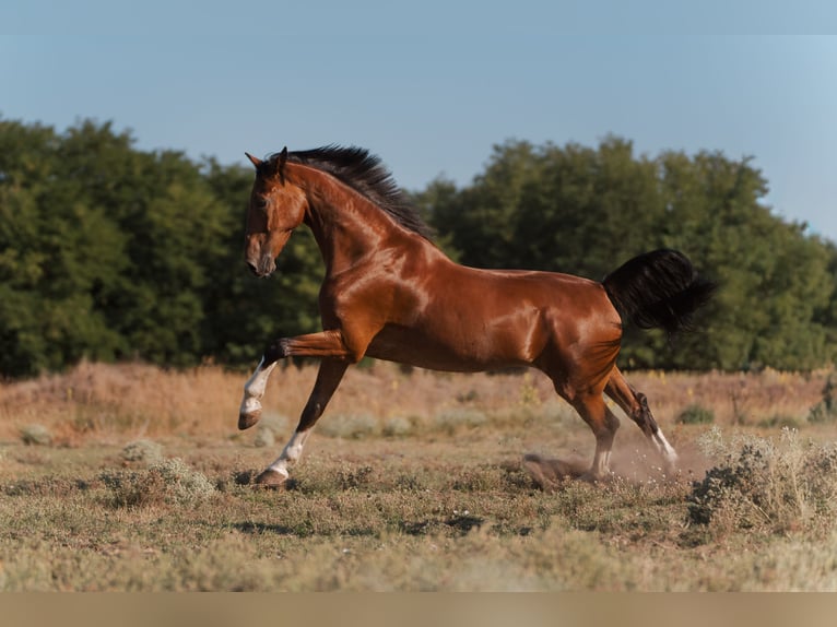 KWPN Gelding 8 years 17 hh Bay in Felsőpakony
